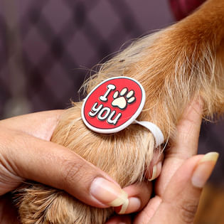I Paw You Pets Rakhi