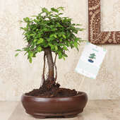 Buy I Shape Ulmus Bonsai plant for valentine