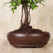 Buy I Shape Ulmus Bonsai plant for valentine