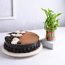Cargo Chocolate Plant Combo