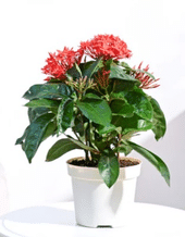 Ixora Plant In Conical Ceramic Pot