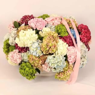 Symphony Of Hydrangea Hues