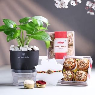 Om Rakhi With Money Plant N Baklawa Tarts