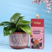 Lucky Money Plant With Choco Almonds Treats
