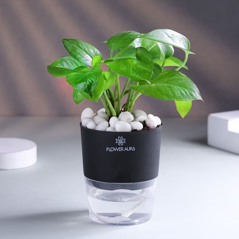 Product Image Video