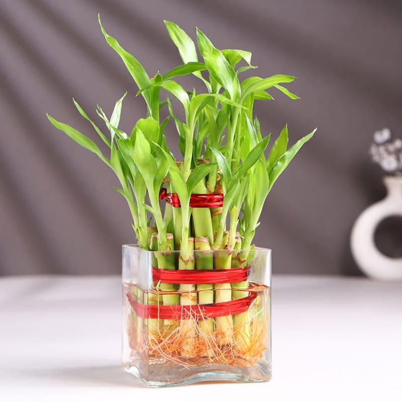 Golden Designer Rakhi Duo With Lucky Bamboo