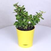 Joyful Jade Plant