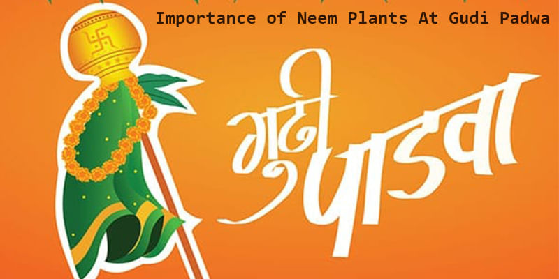 The Importance of Neem Plants At Gudi Padwa