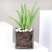Aloe Vera Plant Terrarium