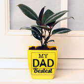 Rubber Plant in Yellow Vase for Dad
