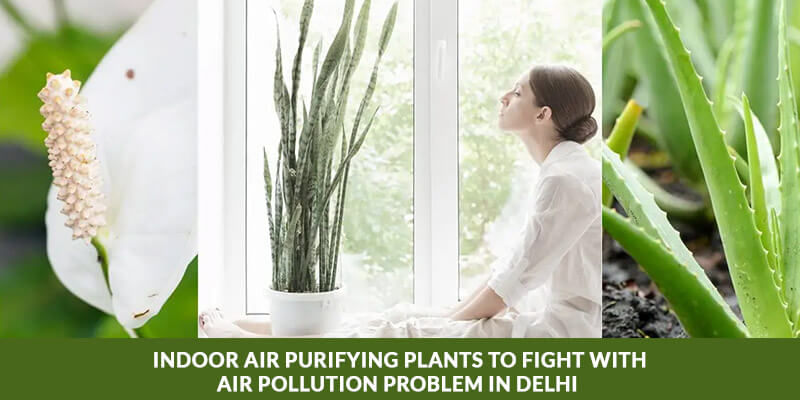 5 Indoor air purifying plants to fight with air pollution problem in Delhi