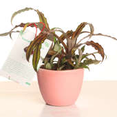 Indoor Plant for Gifting