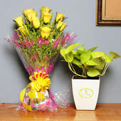 Indoor Luck Combo - Good Luck Plant Indoors in FlowerAura Chatura Vase with Bunch of 10 Yellow Roses