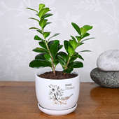 Buy Ficus Compacta Plant Online in White Vase