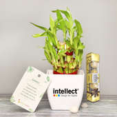 Intellect New Year Product