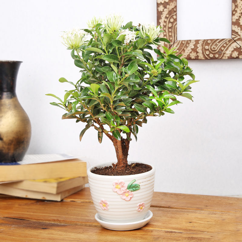 Interesting Ixora Plant Online