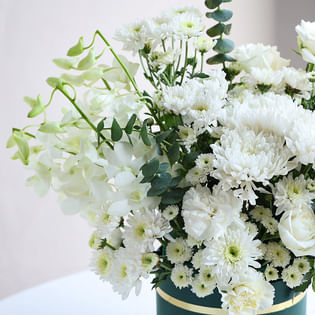 Ivory Haze Of Velvet Petals