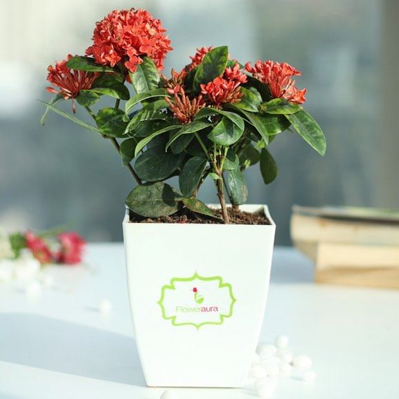 Ixora Bloom Plant Online