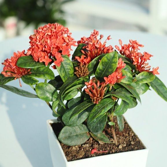 Order Ixora Bloom Plant Online