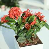 Order Ixora Bloom Plant Online