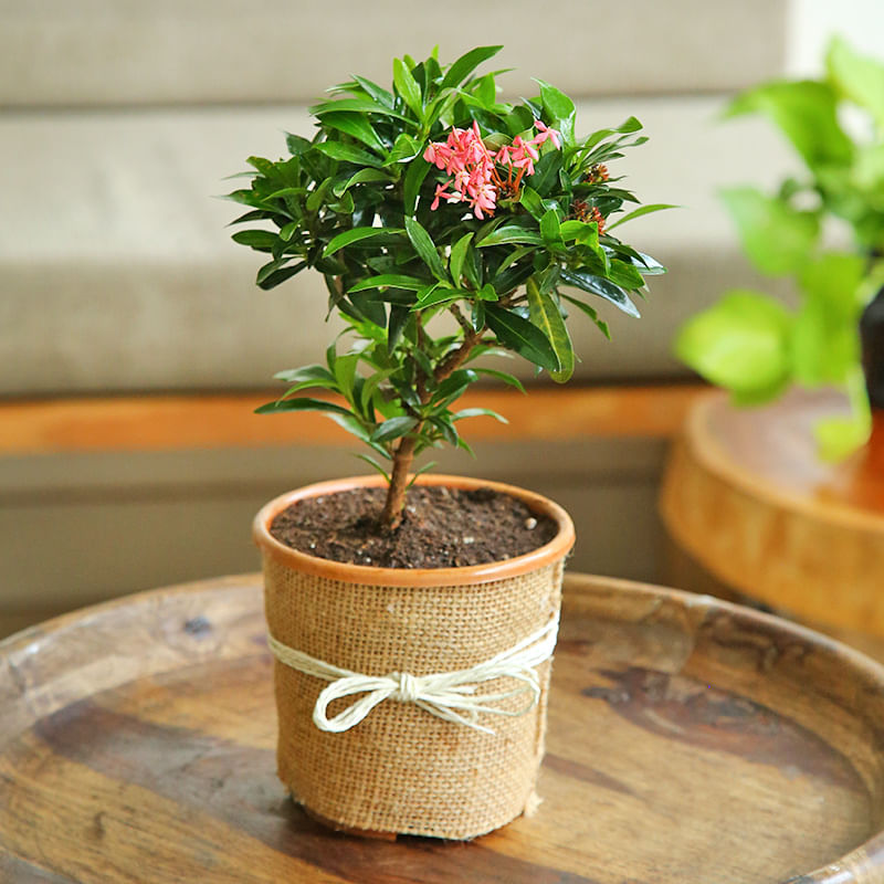 Buy Ixora Plant in Jute Packing Online 