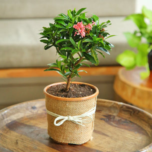 Ixora Plant in Jute Packing