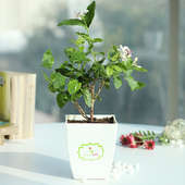 Buy Combo of Jasmine Plant and Ixora Plant Online