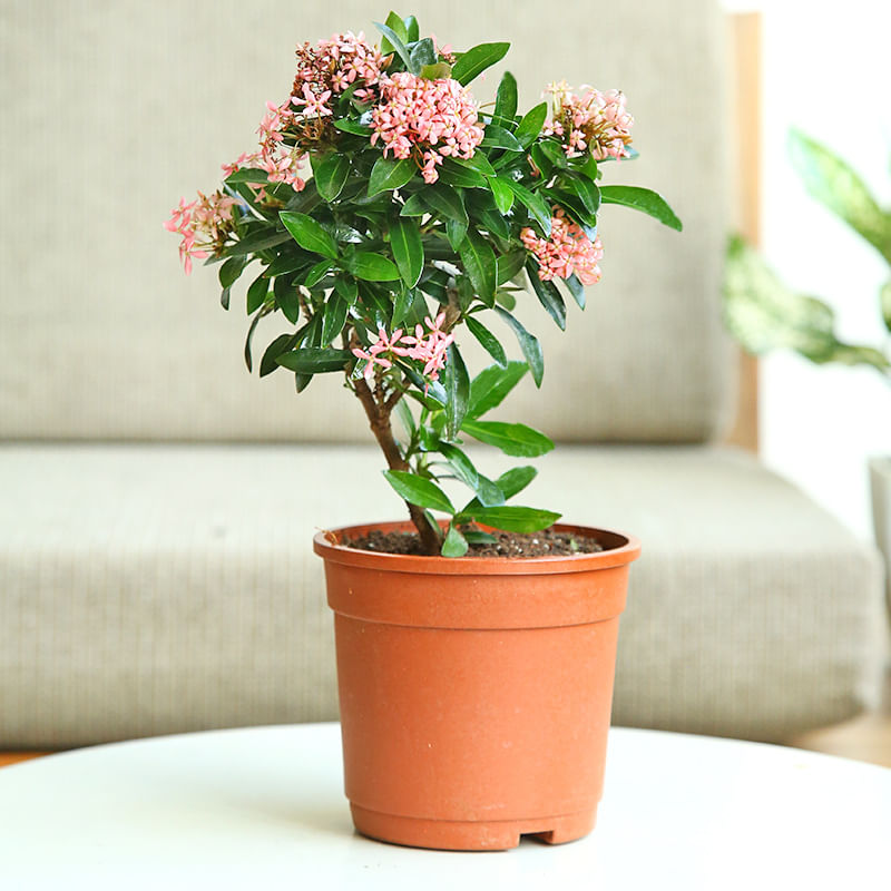 Ixora Shrub Plant Online