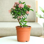 Send Ixora Shrub Plant Online, Price Rs.545 | FlowerAura