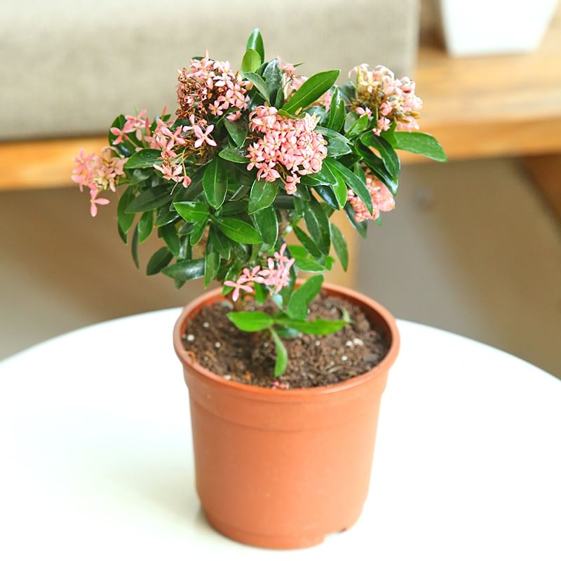 Buy Ixora Shrub Plant Online