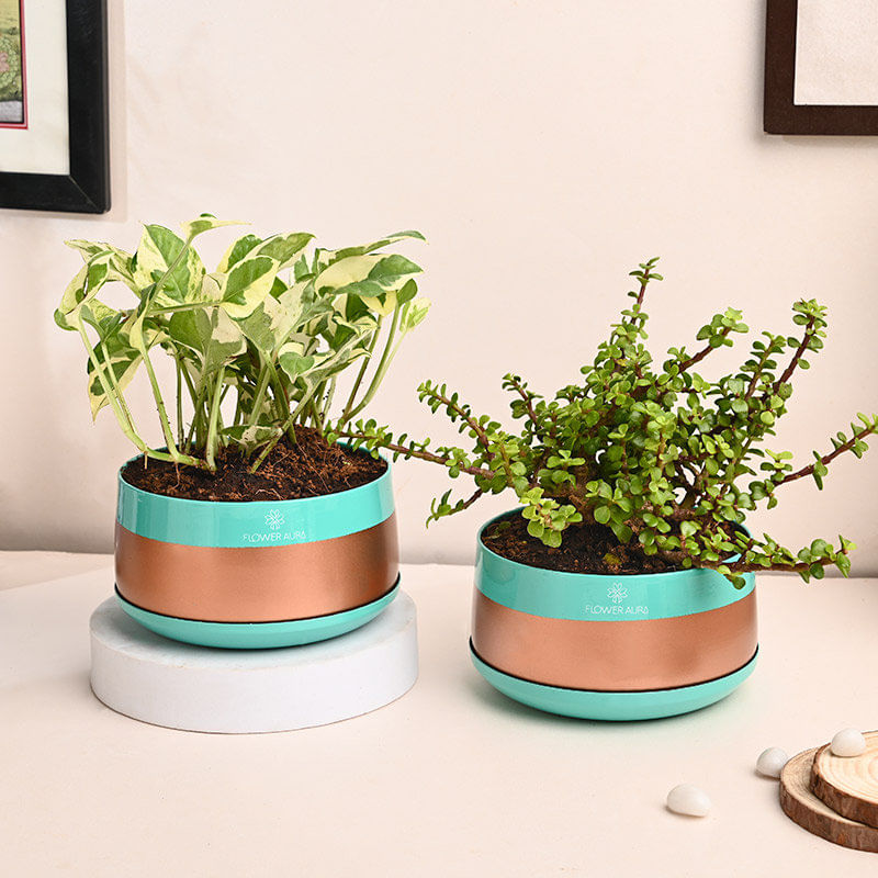 Jade And Pothos Plant In Metal Pots