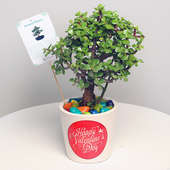 Jade Ball Bonsai Plant With Personalised vase