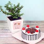 V-Day Black Forest Cake and Jade Plant Combo Gift