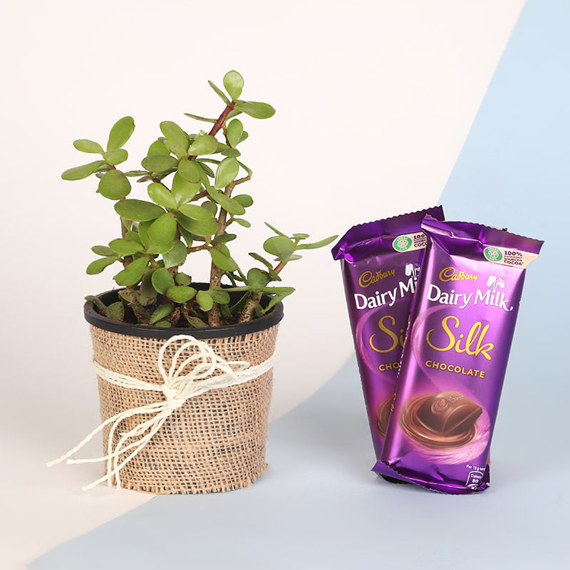 Jade Dairy Milk V Day Combo
