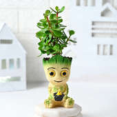 Buy Jade Groot Plant Online