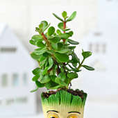 Buy Jade Groot Plant Online 