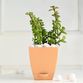 Jade In Baby Pink Pot