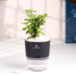 Jade In Black Self Watering Planter