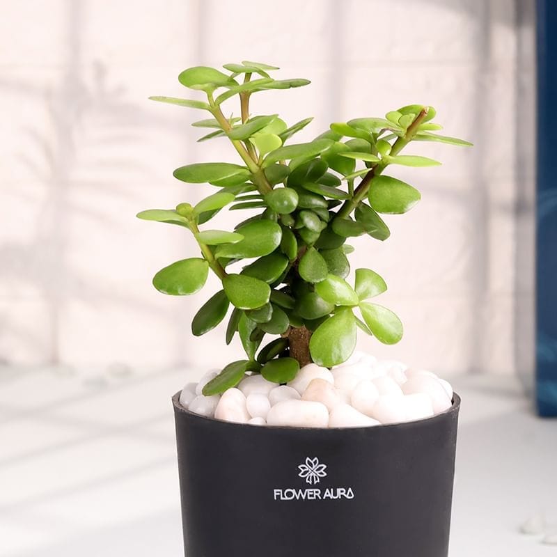 Product Image Video