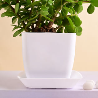 Live Jade Plant In Blossom White Pot