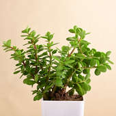 Live Jade Plant In Blossom White Pot