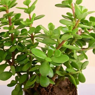 Live Jade Plant In Blossom White Pot