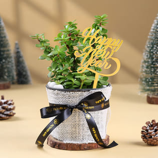 Jade In Jute Pot For New Year