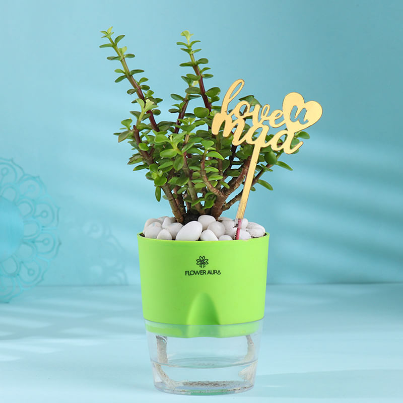 Jade In Love You Maa Self Water Planter