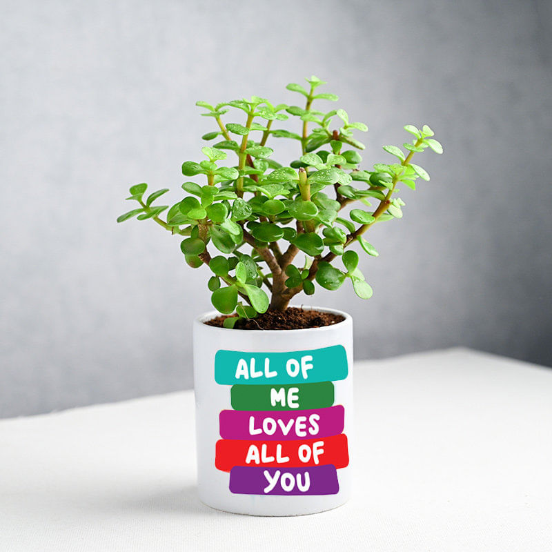 Buy Jade Plant Online