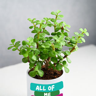 Jade Plant in Personalised Ceramic Mug