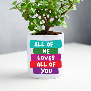 Jade Plant in Ceramic Mug