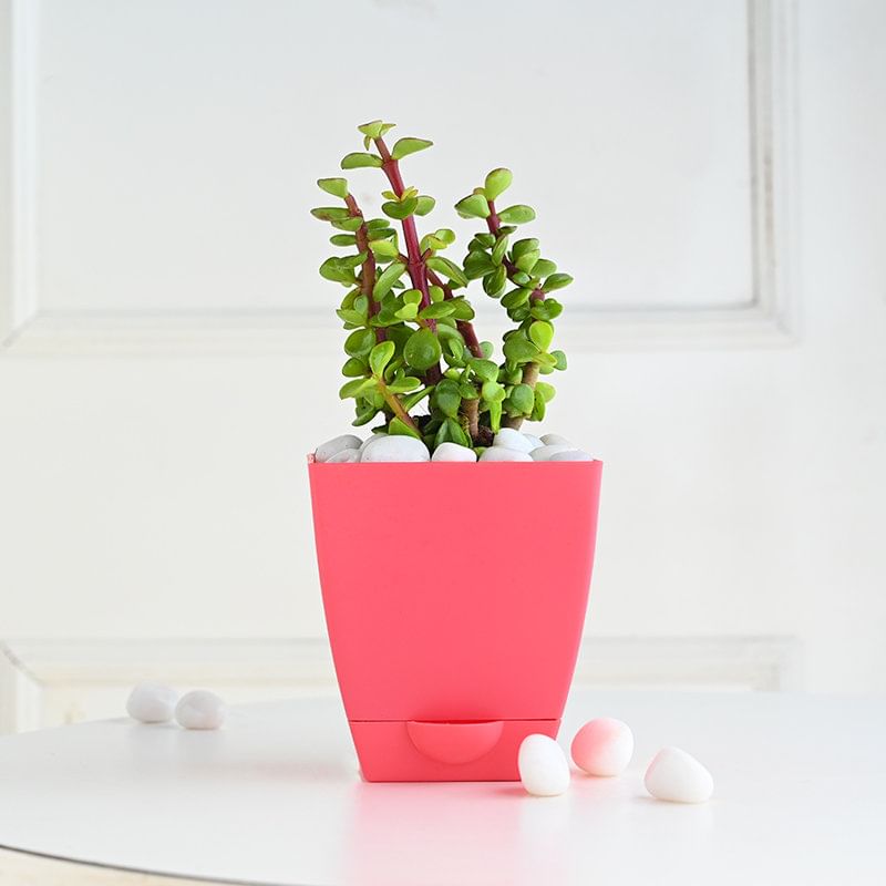 Jade In Pink Pot