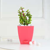 Jade In Pink Pot