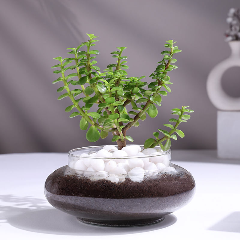 Product Image Video